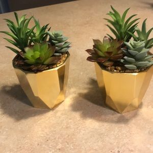 Fake succulents